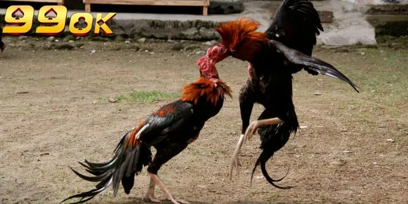 Gà Asil- Một trong top 5 giống gà chọi nổi tiếng nhất