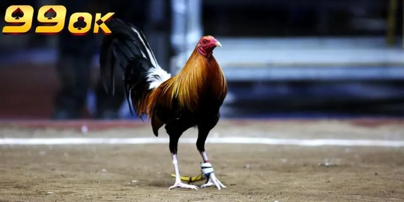 Lựa chọn môi trường phù hợp